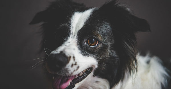 Charming close-up of a happy Border Collie dog with a black and white coat. Ideal for pet enthusiasts.