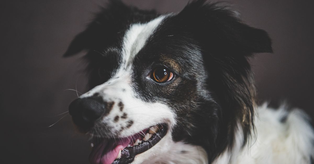 Manganese for dogs and cartilage