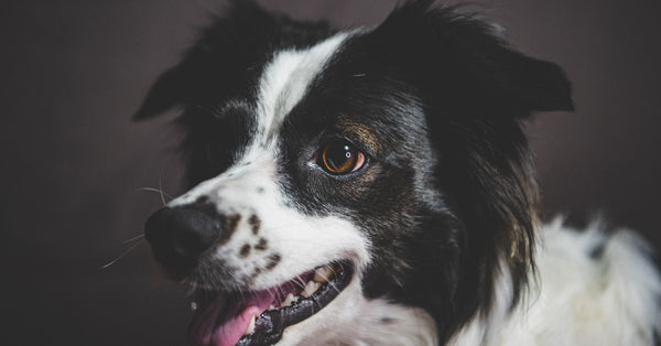 A detailed close-up of a smiling Border Collie showing its playful, friendly nature.