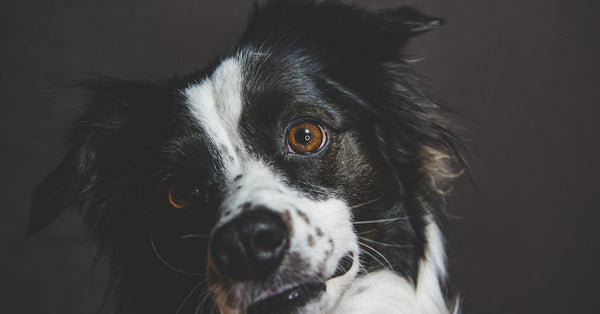 Adorable close-up of a Border Collie with a captivating gaze, perfect for pet-related content.
