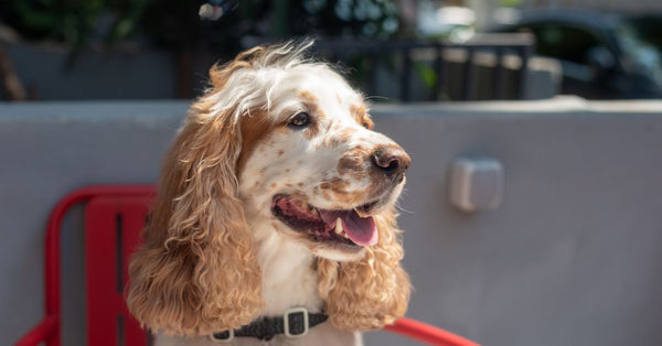 Adorable Cocker Spaniel dog sitting on a red chair outdoors, enjoying the sunny day.