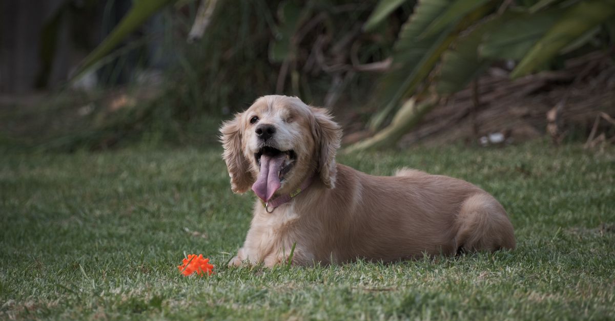 Stem cell therapy for dogs' joints