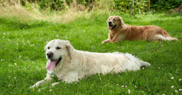 Two golden retrievers relaxing on green grass in a peaceful Oslo meadow.