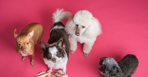 Charming small dogs eagerly waiting on a vibrant pink background.