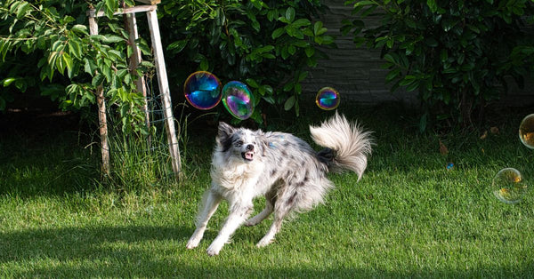 A lively Border Collie joyfully playing with soap bubbles on a sunny day in a lush garden.