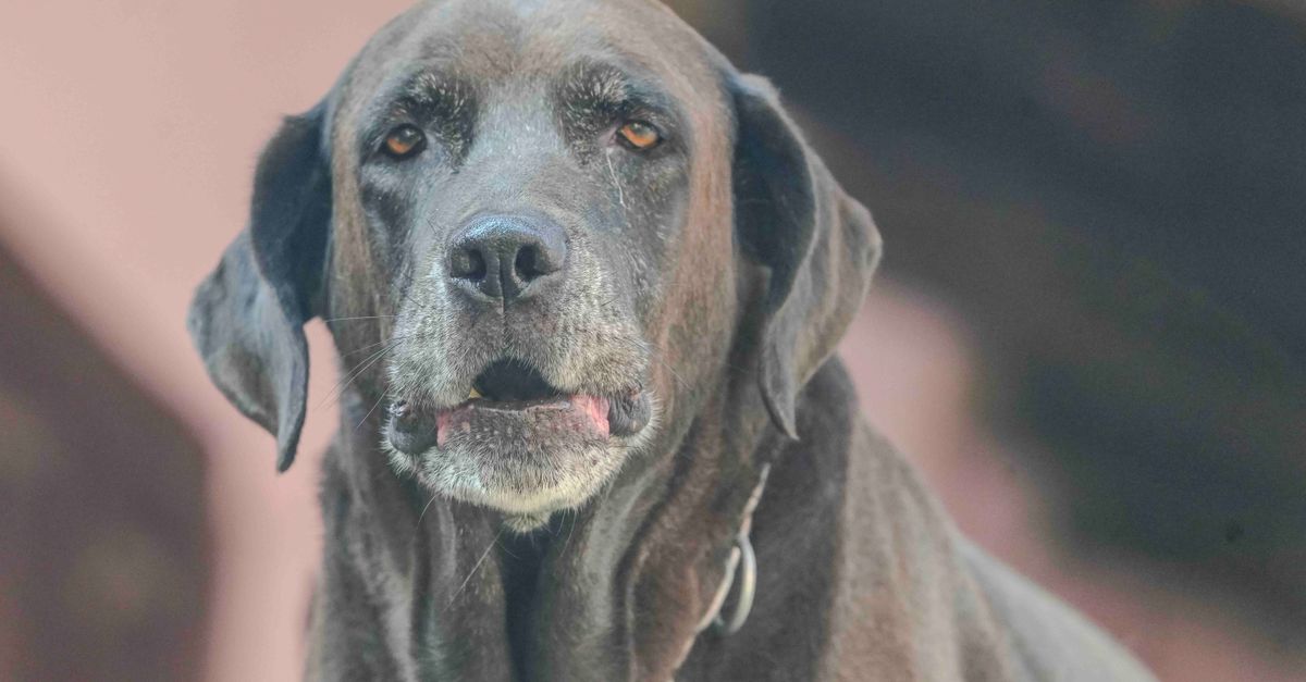 Signs your senior dog is healthy