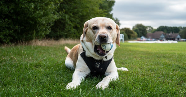 A Labrador Retriever lying on grass with a ball, enjoying a sunny day outdoors.