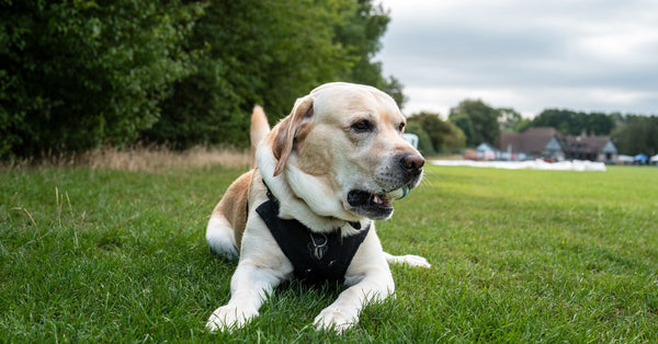 A Labrador Retriever lying on grass in an outdoor park, enjoying a relaxed afternoon.