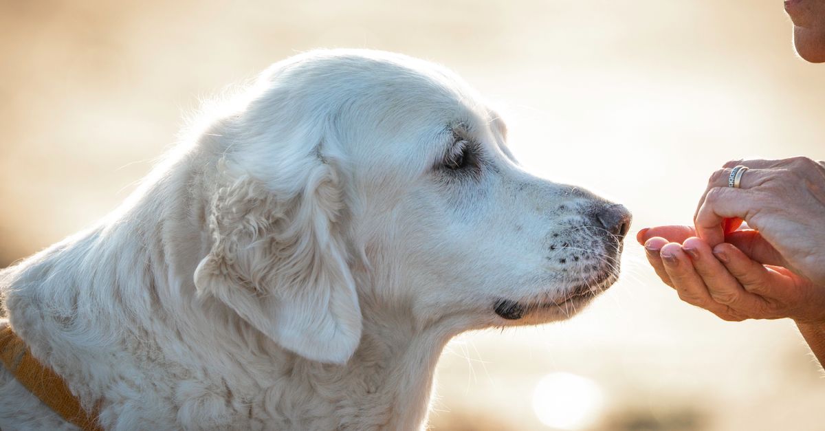 The best joint supplement for gundogs