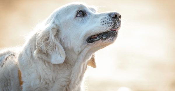 Charming close-up of a Golden Retriever basking in warm outdoor light.