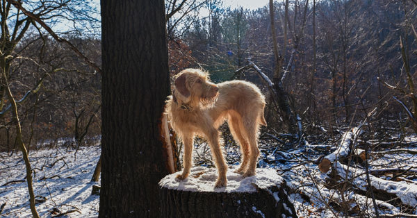 A dog stands confidently on a snowy tree stump in a winter forest.