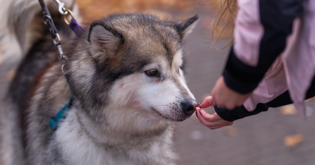 How much beetroot can a dog safely eat?