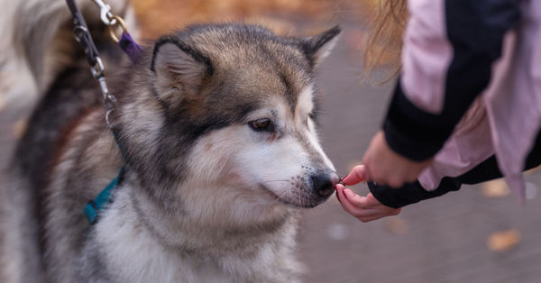 An Alaskan Malamute dog on a leash receives a treat from a child in an outdoor setting.