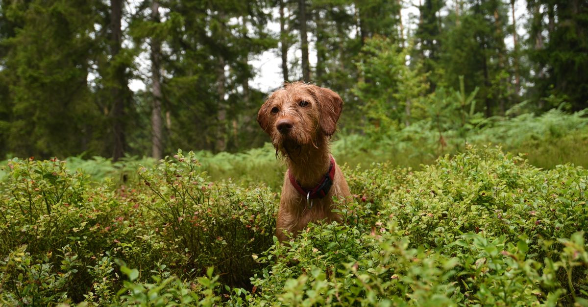 Does damp weather affect your dog's joints?