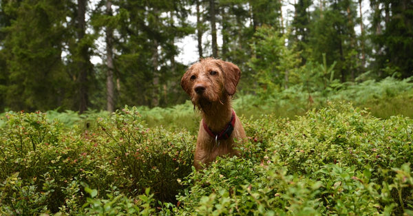 A curious dog stands amidst lush green foliage in a dense forest setting.