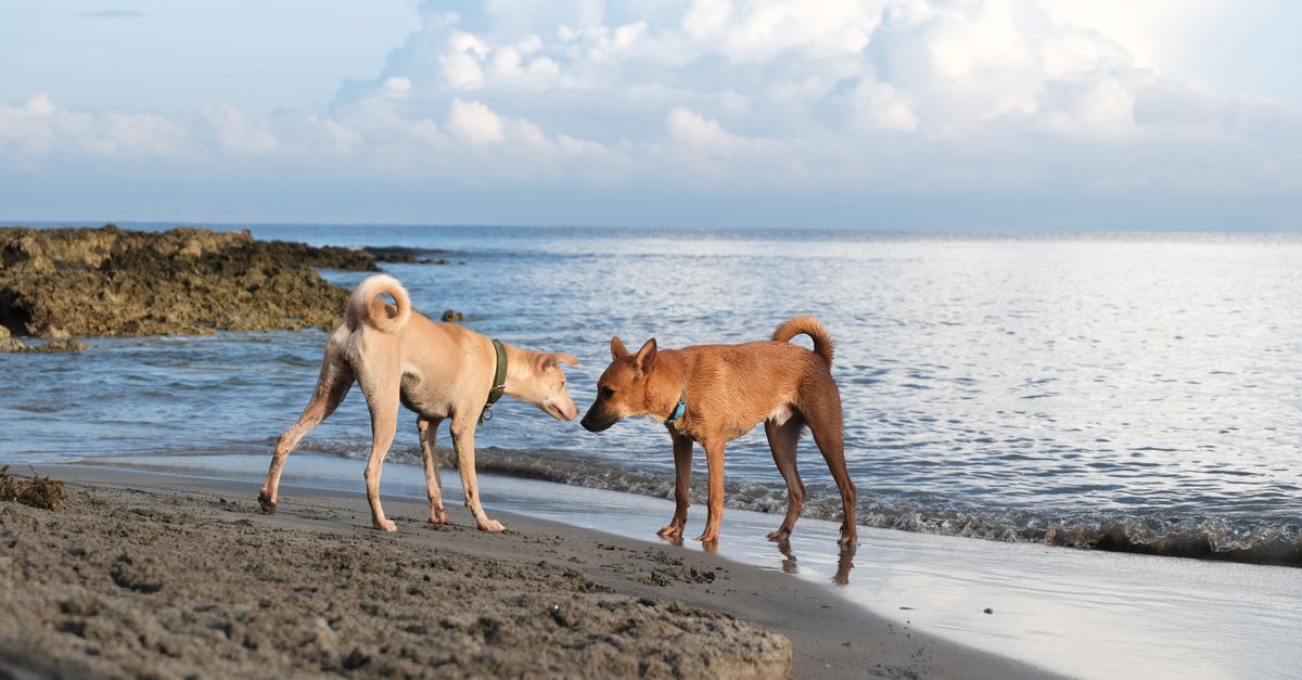Dog Achilles tendon injuries