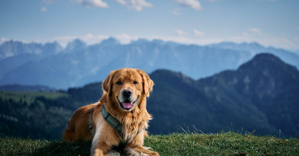 Golden Retriever dog resting on grassy hill with scenic Bavarian Alps in the background.
