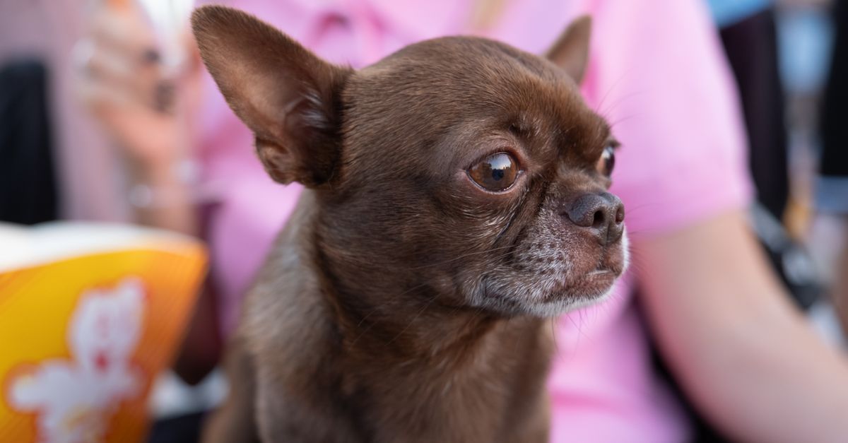 The best joint supplement for senior small dogs