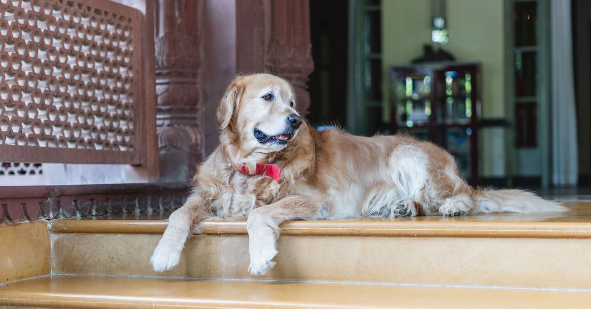 When is a dog a senior?