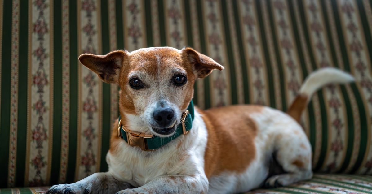 The best joint supplement for Lakeland Terriers
