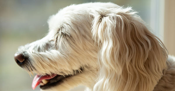Adorable white Labradoodle dog looking out the window, enjoying a sunny day indoors.