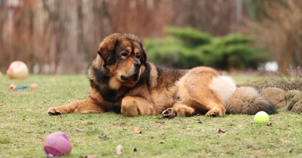 A Tibetan Mastiff relaxes in a lush garden in Latvia, surrounded by toys.