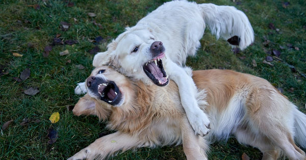 Two playful golden retrievers roughhousing on lush grass in an Oslo park.