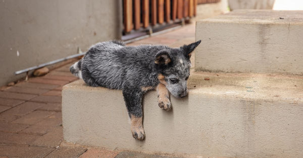Adorable Australian Cattle Dog puppy lying on steps, showing its playful and relaxed demeanor.