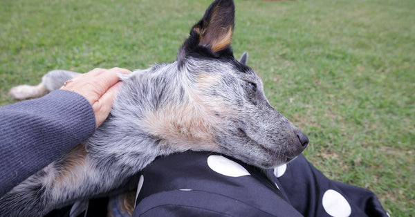 An Australian Cattle Dog enjoys a peaceful moment outdoors, feeling relaxed and content.