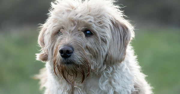 Portrait of a fluffy dog outdoors capturing its gentle expression.