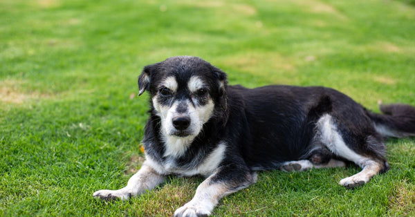 An older black and white dog resting on freshly cut grass