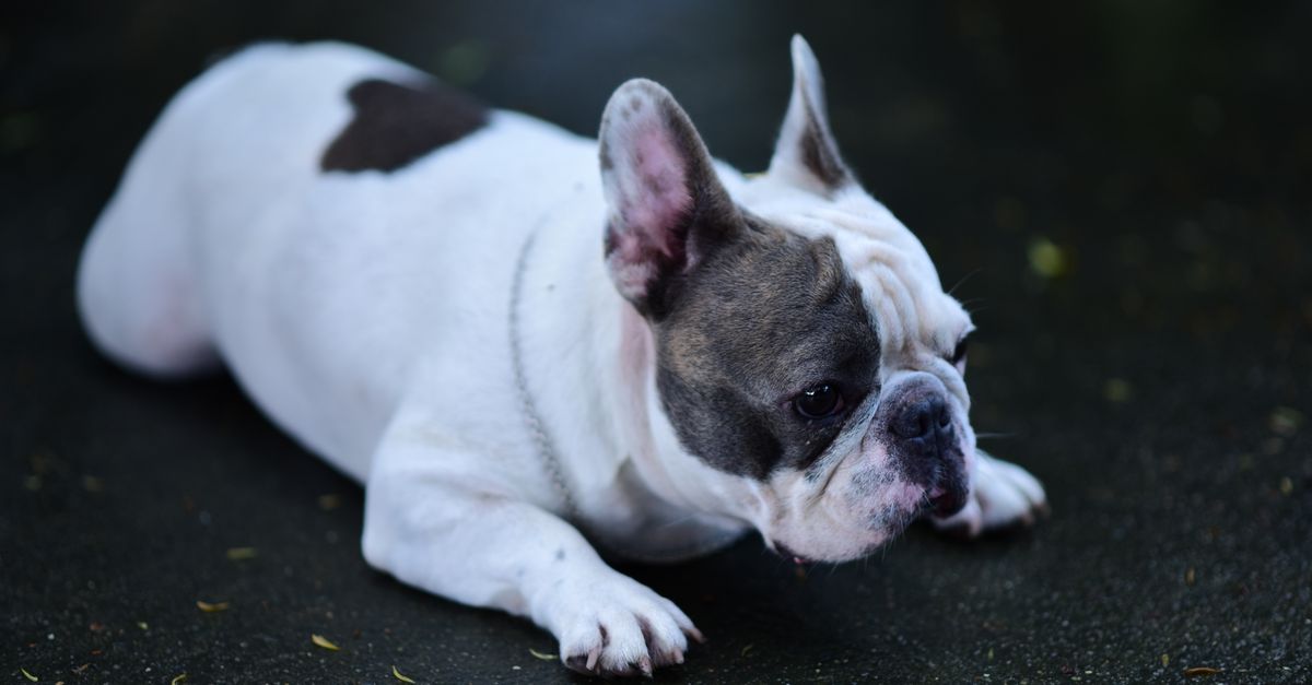 The best joint supplement for a French Bulldog with back problems