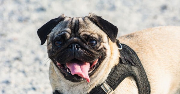 A cheerful pug dog wearing a harness outdoors, sticking out its tongue under the sun.