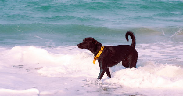A black dog with a yellow collar plays in the ocean waves on a sunny day at the beach.