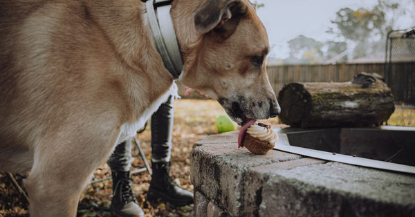 A large dog tasting a cupcake outdoors, capturing a whimsical moment in natural light.
