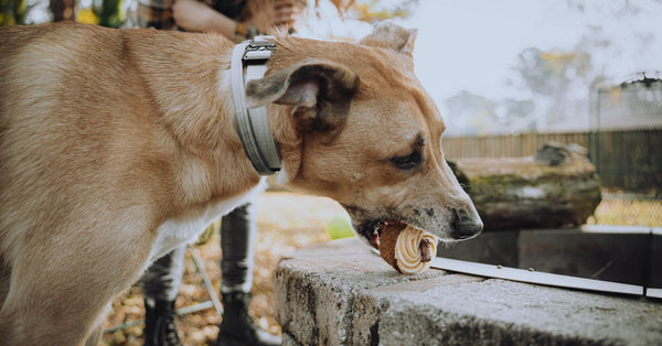 A dog savoring a treat near a stone wall with a person nearby in a sunny outdoor setting.