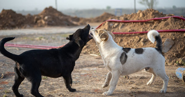 Two dogs playfully interacting outdoors on a sunny day in a rural setting.