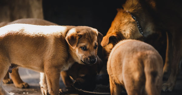 Group of brown puppies feeding together in Kon Tum, Vietnam, in warm natural light.