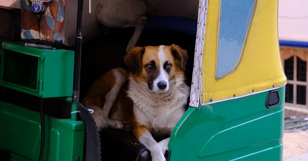Dogs resting in a vibrant green and yellow auto rickshaw in Bengaluru, India.