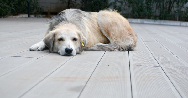 A serene golden retriever sleeps on a wooden deck in a quiet outdoor area, showcasing its calm demeanor.