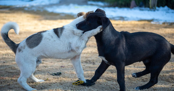 Two dogs engage in playful interaction on a sunlit winter day in a park.