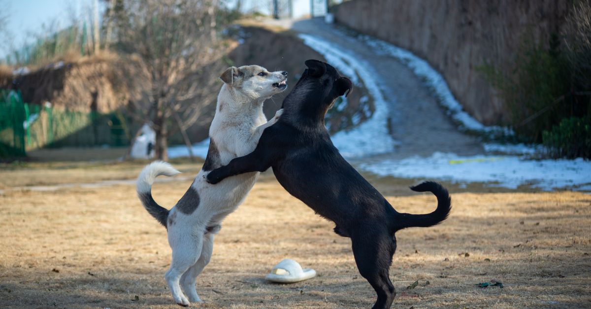 Why is my dog aggressive towards other dogs?