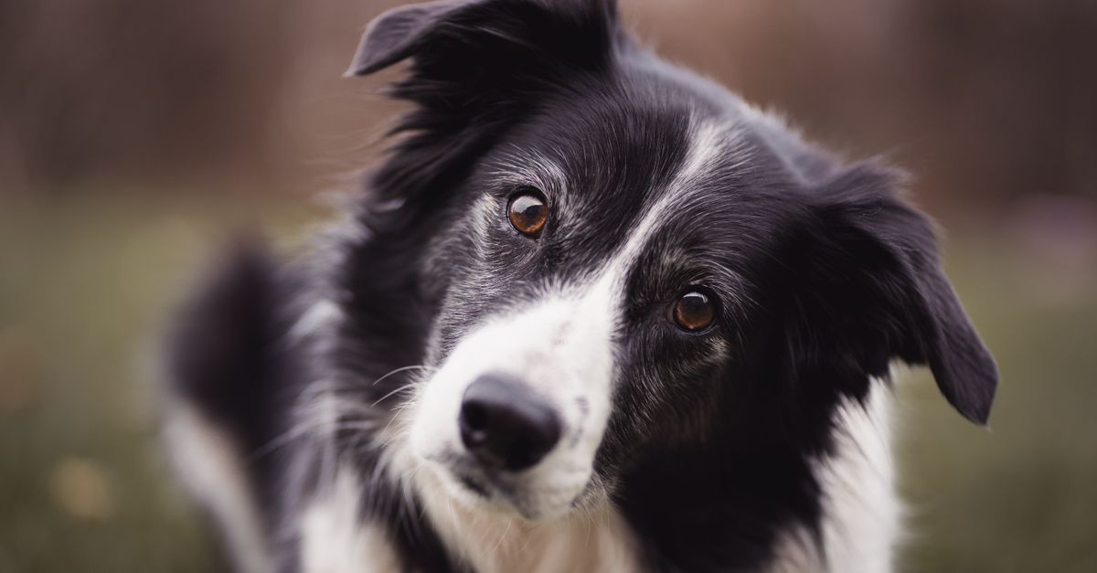 Understanding dog joints: Anatomy and common problems