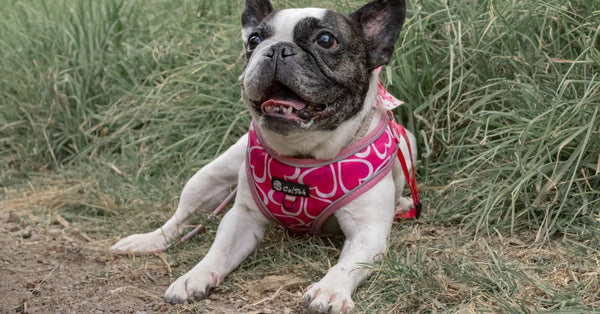 Adorable French Bulldog in a pink harness enjoying a relaxing day outdoors on the grass.