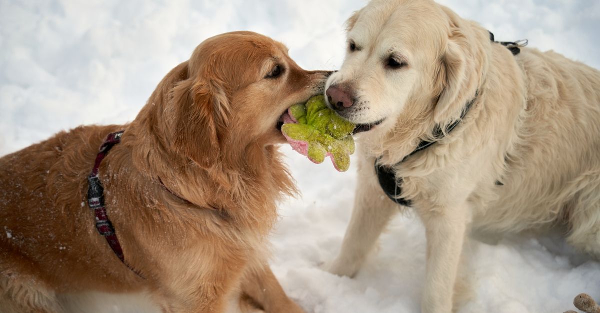 Kale for dogs: the safe amount
