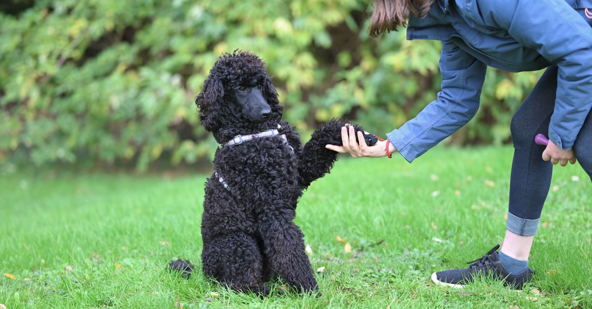 The best joint supplement for Keeshonds