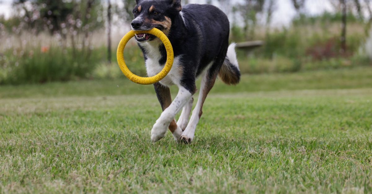 Why is my dog throwing up?