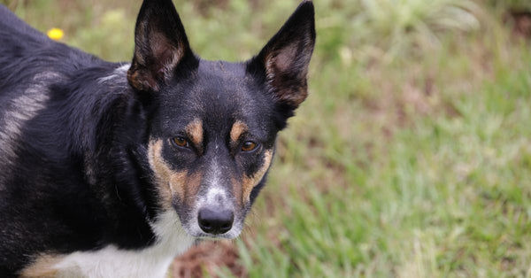 Close-up of an alert Border Collie standing outdoors on grass.