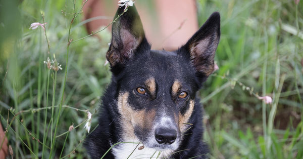 Captivating image of a border collie amidst green grass and flowers exudes natural beauty.