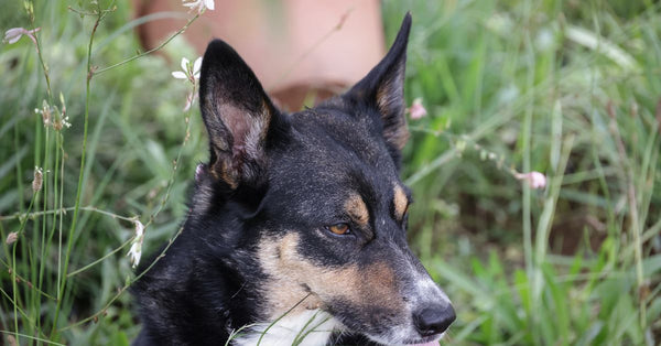 Charming Border Collie in a lush garden, showcasing its keen expression and natural beauty.